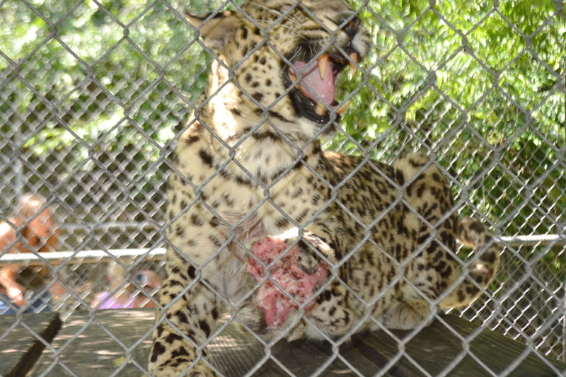 Photo: Big Cat Rescue